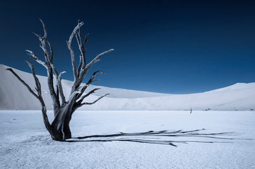 Dead acacia trees in the Namib Desert / Dark blue nature background of dead acacia trees in the Namib Desert.