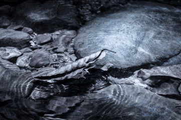 floating leaf in the water / dark blue nature background from a leaf floating in water.