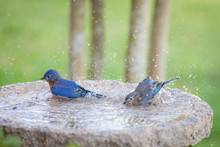 Eastern Bluebird Bathing In A Granite Bird Bath