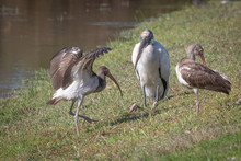 White Ibis On The Shore Of A Pond