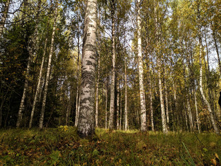  Russian Vepsky autumn birch forest. horizontal photo