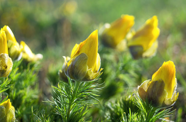 Wall Mural - Yellow adonis vernalis grows in the wild. Spring pheasant's eye as Adonis vernalis, it is an endangered species.