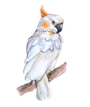 Watercolor Cockatoo  Bird Animal On A White Background Illustration
