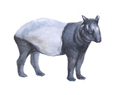 Watercolor Tapir  Animal On A White Background Illustration
