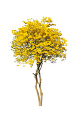 Wall Mural - golden tree, yellow flowers tree, tabebuia isolated on white background.