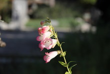 White Flower With Pink Edges In Garden