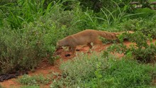 Yellow Mongoose Standing Alone On Dirt Mound In Safari, Walks Down And Stares At Camera, Portrait