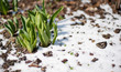 Tulip sprouts in early spring garden covered with snow, spring awakening and grow concept, banner background