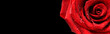Red rose flower on black background.  Valentines day wide roses banner isolated.