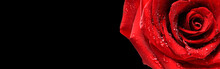 Red Rose Flower On Black Background.  Valentines Day Wide Roses Banner Isolated.