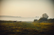 Horses in the pasture. Early foggy morning in the meadow. Selective focus