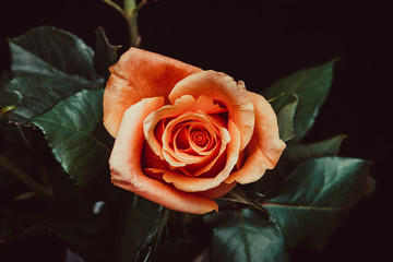 Wall Mural -  orange rose on a black background