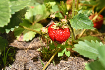 Wall Mural - Strawberry berries ripen in the garden