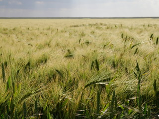 Huge corn field at the nort sea in Germany