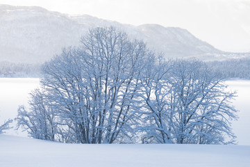 Amazing landscape After the first snow over the mountain, Colorado, USA. Winter wonderland. A beautiful panorama of a snow filled country road and trees iced like white frosting. Christmas time