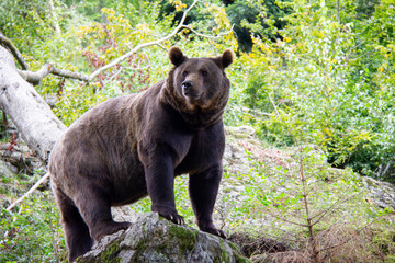 brown bear on a rock. ursus arctos. bavarian forest national park.