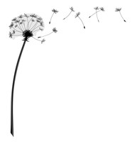 Dandelion Flower With Flying Seeds