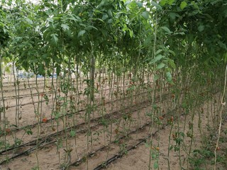 Beautiful Vegetables and fruits plantations .