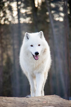 Portrait Of Walking Arctic Wolf. Canis Lupus Arctos.