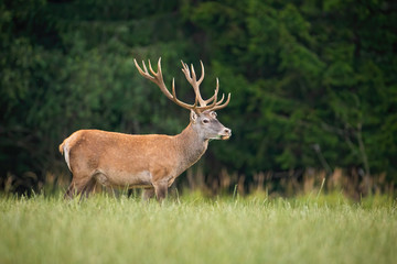 Wall Mural - Strong red deer, cervus elaphus, stag with big antlers standing on a open pasture in nature. Majestic wild animal in Slovakia, Europe. Wildlife scenery of mammal from side view with copy space.