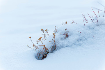 Sticker - High Desert New Mexico Plants Covered in Snow 