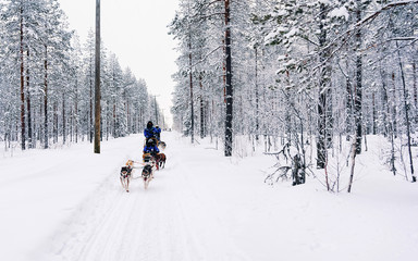 Sticker - People in Husky dog sled in Finland in Lapland winter reflex