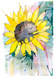 Painted sunflower blossom. Аbstract watercolor stains