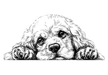 American Cocker Spaniel. Sticker On The Wall. Sketch, Drawn, Artistic, Black-and-white Portrait Of An American Cocker Spaniel Puppy On A White Background.