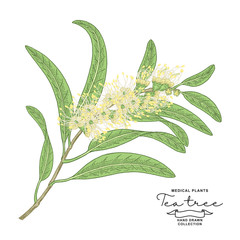 Melaleuca plant. Tea tree branch with flowers isolated on white background. Vector botanical illustration. Colorful vitage style.