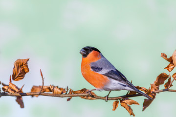 Wall Mural - Eurasian bullfinch (pyrrhula pyrrhula) sits on a branch in a forest park .