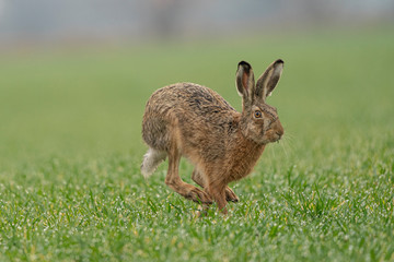 wild european hare ( lepus europaeus ) close-up on green background