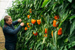 Male farmer picking a Orange Bell Pepper in an ecological and traditional greenhouse in El ejido, Almería. Ecological and organic cultivation