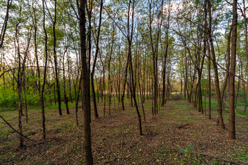 Yellow trees in the autumn forest