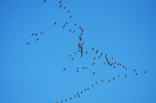 Group Of Swans Flying In Blue Sky In Spring,photo