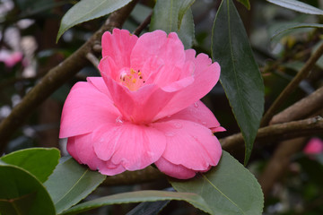 Pink Camellia 03