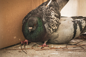 Wall Mural - Curious, mad and upset couple pigeons, sitting on the balcony and building a fresh nest for the future eggs