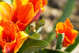 Fototapeta Tulipany - close-ups beautiful orange yellow tulips with green leaves, as spring flowering plants for easter