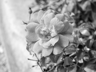 closeup of flowers