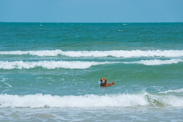 A dog bathes in the sea on a Sunny day