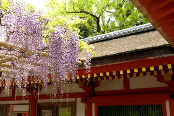 Wall Mural - 春日大社の藤棚で美しい藤の花が咲く風景（日本の奈良の春の風景）