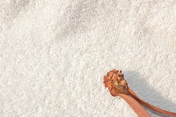 Wall Mural - The flowers of the Dipterocarpus alatus Roxb tree are brown on a white background.