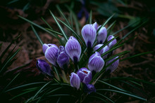 Purple Flowers In The Garden
