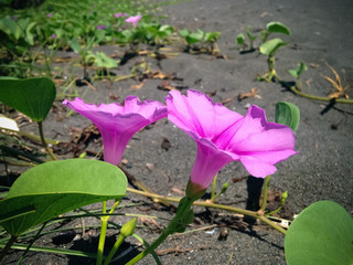 Wall Mural - Beauty Sweet Purple Flowers Of Beach Morning Glory Or Goat's Foot Bloom On The Beach Sand On A Sunny Day