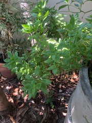 Wall Mural - thai basil that is fresh, popular, is popular for Thai people to have a deliciously fragrant flavor and is also an herb to cure flatulence.