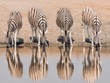 Four zebra stand side by side, creating reflections as they drink at a waterhole during the dry season in Etosha National Park, Namibia.