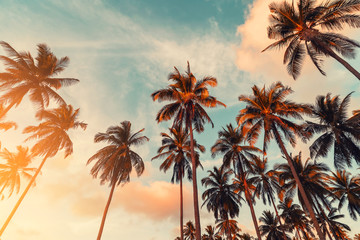 Wall Mural - copy space of tropical palm tree with sun light on sky background.