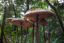 Giant Mushrooms In The Middle Of The Forest