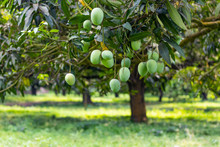 Lots Of Green Mangoes Hanging On Tree At A Mango Orchard In Rajshahi