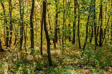 autumn forest