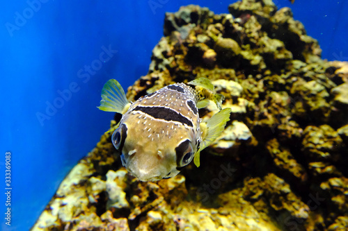 ひょうきんな顔で元気に泳ぐヒトヅラハリセンボン 日本の葛西臨海水族園 Buy This Stock Photo And Explore Similar Images At Adobe Stock Adobe Stock ひょうきんな顔で元気に泳ぐヒトヅラハリセンボン 日本の葛西臨海水族園 Buy This Stock Photo And Explore Similar Images At Adobe Stock Adobe Stock
